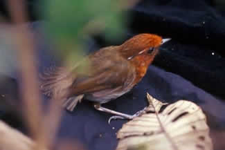 Leigrijze muggeneter - Conopophaga ardesiaca Leigrijze muggeneter - Conopophaga ardesiaca